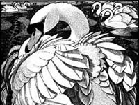 Of a Feather - An Avian Alphabet